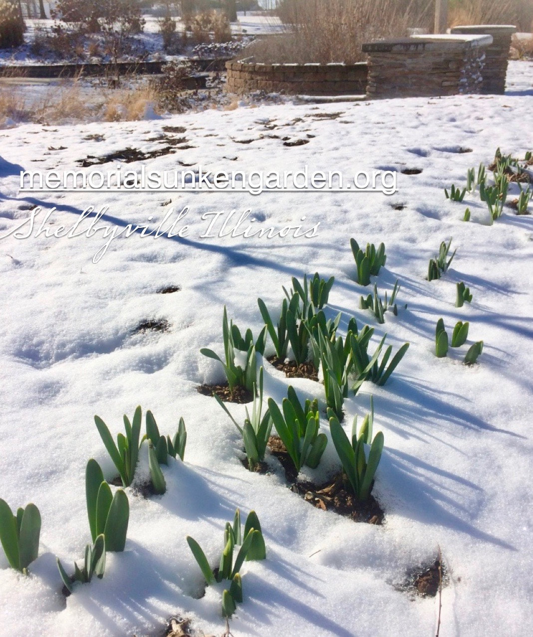 Welcome To The Shelbyville Memorial Sunken Garden Home Page